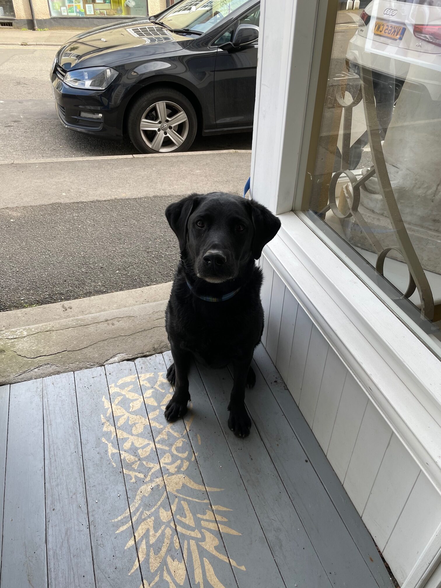 Bobby the black lab